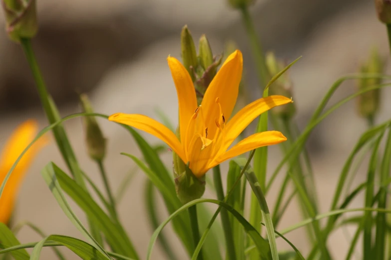 a yellow flower sitting on top of a lush green field, by Robert Brackman, hurufiyya, lily flower, yellow-orange, very grainy, lily