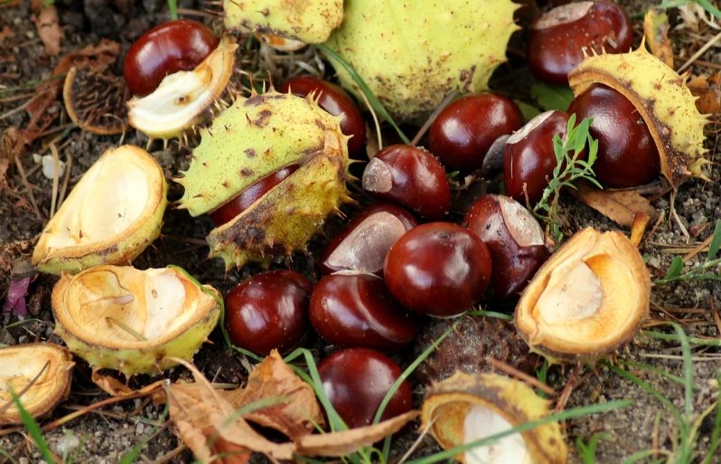 a bunch of chestnuts laying on the ground, hurufiyya, high quality image”, 4 0 9 6, mangosteen, artyom turskyi