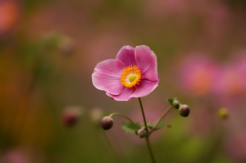 a close up of a flower with a blurry background, by Etienne Delessert, anemones, beautiful flower, pink and yellow, autum