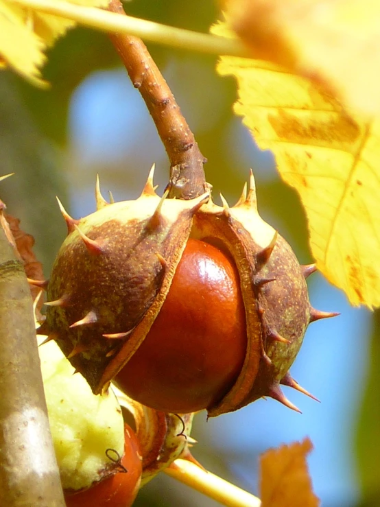 a close up of a fruit on a tree, a macro photograph, by Jan Rustem, flickr, hurufiyya, chestnut hair, beginning of autumn, rose, horned