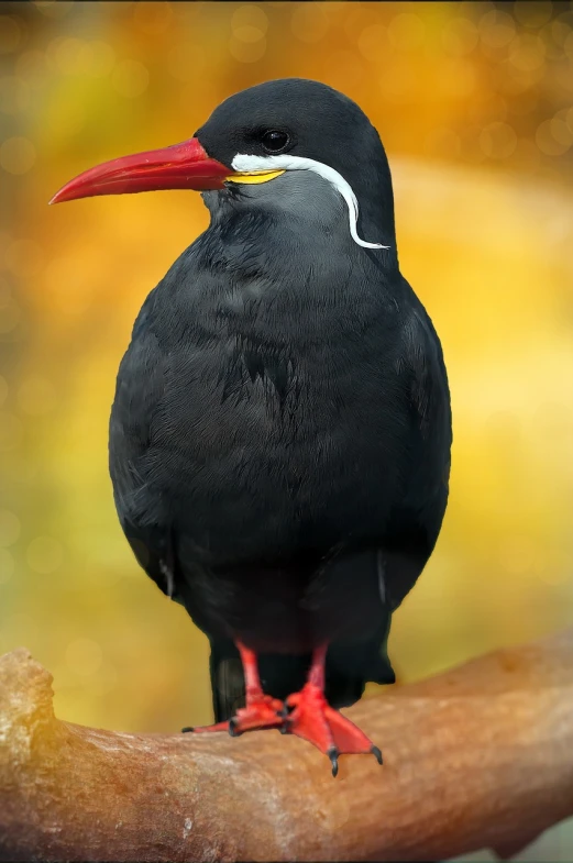 a black bird with a red beak sitting on a branch, a portrait, by Paul Bird, shutterstock contest winner, 1128x191 resolution, new zeeland, penguin, 6 toucan beaks