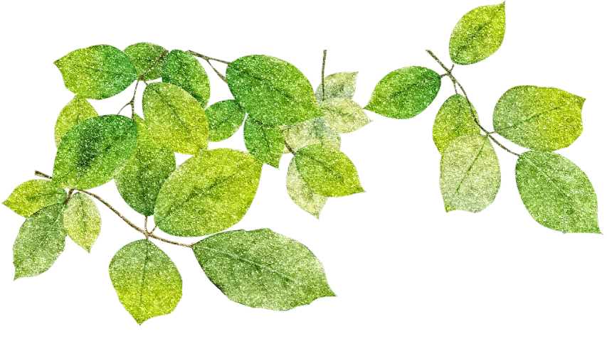 a close up of a plant with green leaves, a digital rendering, pointillism, on black background, transparent background, banner, magnolia leaves and stems
