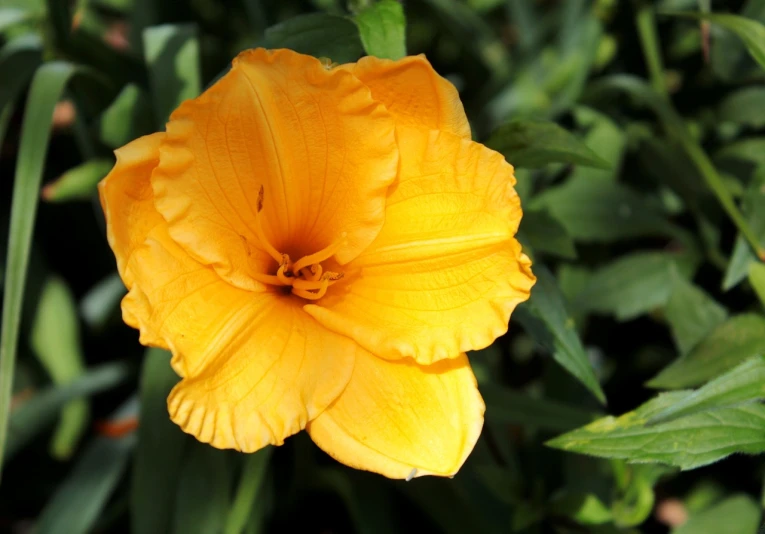 a yellow flower sitting on top of a lush green field, hymenocallis coronaria, hibiscus, (light orange mist), frills