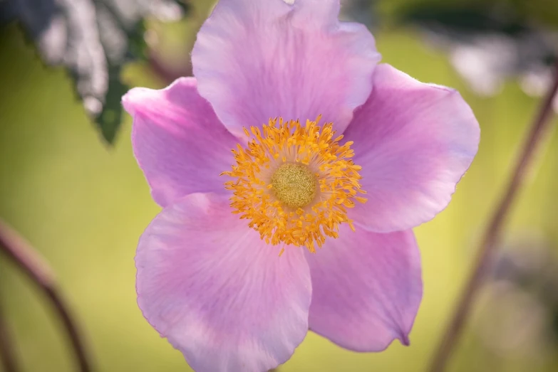 a close up of a flower with a blurry background, inspired by Frederick Goodall, light purple, melanchonic rose soft light, anemones, 8 5 mm f 1. 8 lit edges