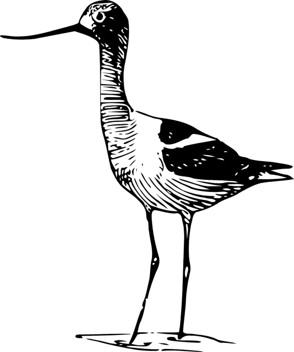 a drawing of a bird on a black background, a raytraced image, inspired by Thomas Crane, deviantart, ascii art, very long neck, cranes, phone wallpaper, full body close-up shot