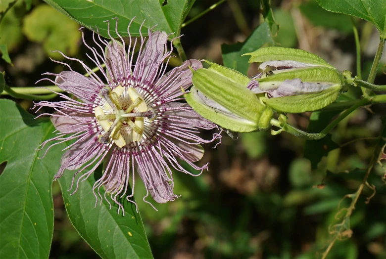 a close up of a flower on a plant, hurufiyya, passion flower, front and side view, stringy, beautiful flower