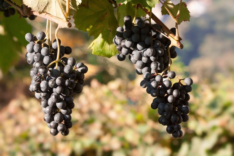 a bunch of black grapes hanging from a vine, by Karl Völker, shutterstock, 1 6 x 1 6, bottom angle, variations, chile