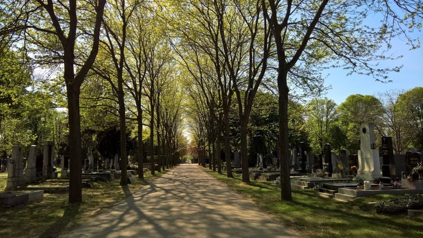 a street lined with lots of trees next to a cemetery, nice spring afternoon lighting, montreal, wikimedia, highgate cemetery