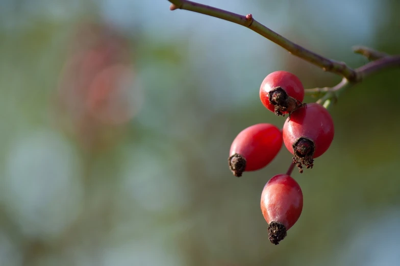 a close up of some red berries on a tree, by Jan Rustem, pixabay, warm colors--seed 1242253951, rose, on a pale background, maurits cornelis