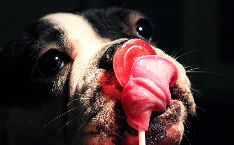 a dog chewing on a lollipop lollipop lollipop lollipop lollipop lollipop lollipop lolli, inspired by Elke Vogelsang, flickr, sfw, pitbull, wallpaper - 1 0 2 4, “pig