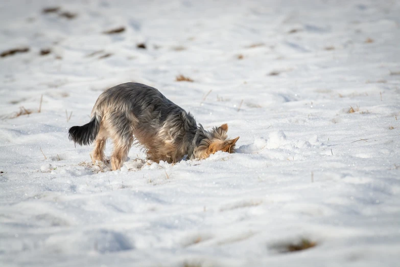 a dog that is standing in the snow, by Richard Carline, precisionism, eating, stealthy, malt, action shot