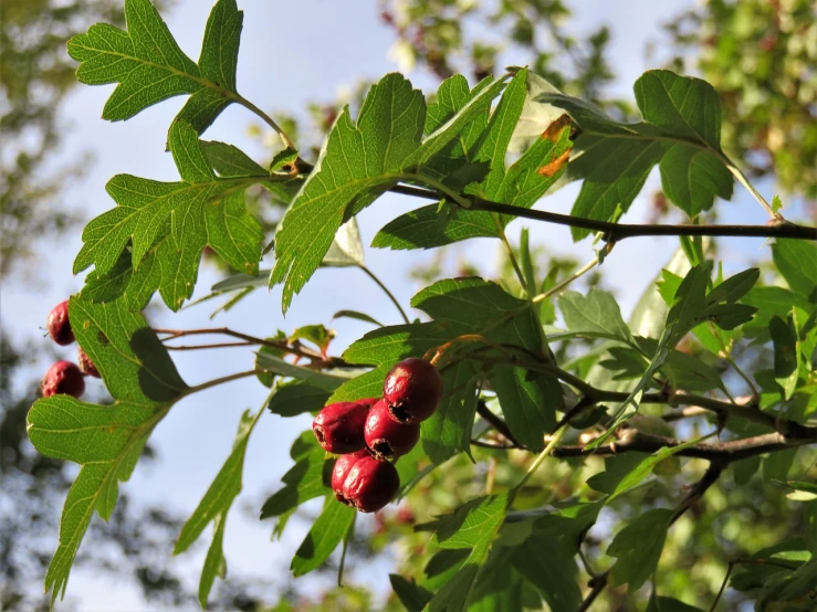 a close up of a bunch of fruit on a tree, hurufiyya, oaks, blood red leaves, maxim sukharev, avatar image