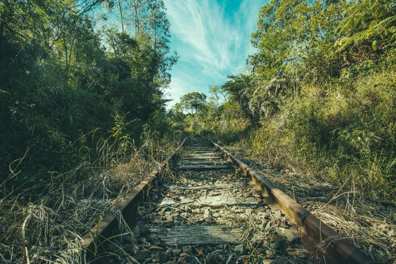 a train track surrounded by tall grass and trees, by Richard Carline, jungle grunge, fotografia, deforested forest background, rocky ground with a dirt path