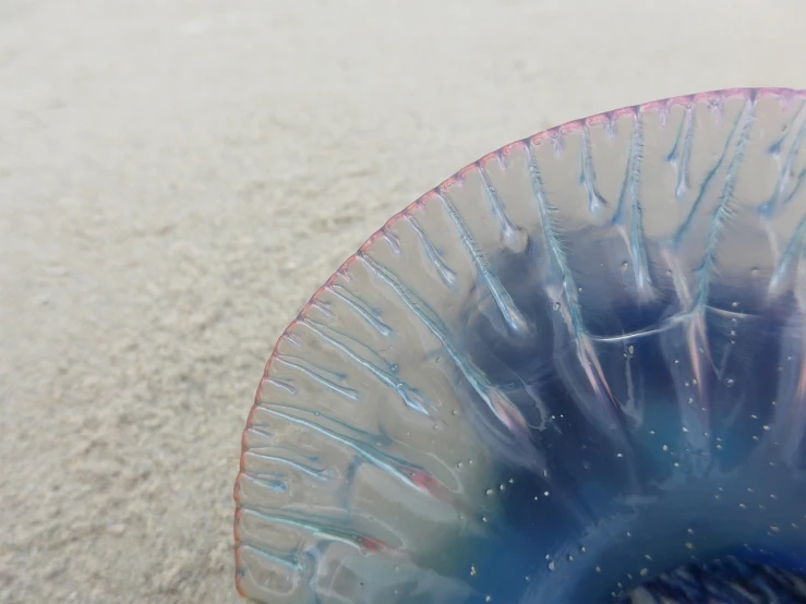 a blue jelly sitting on top of a sandy beach, a macro photograph, by Mandy Jurgens, flickr, plasticien, pink white turquoise, translucent gills, venetian glass, underside