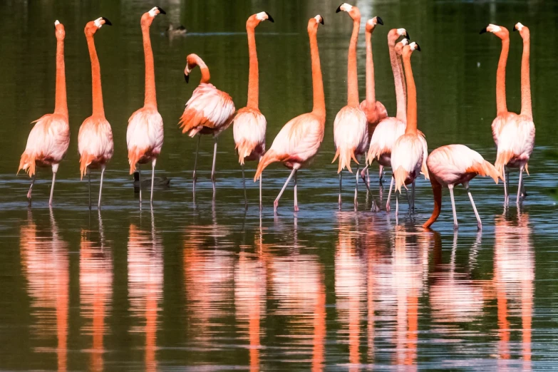 a group of flamingos wading in a body of water, a photo, by Hans Werner Schmidt, shutterstock, fine art, layers of colorful reflections, wide shot photo, new mexico, tourist photo
