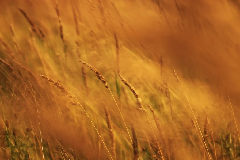 tall grass blowing in the wind on a sunny day, by Thomas Häfner, flickr, romanticism, golden color scheme, summer night, grain”