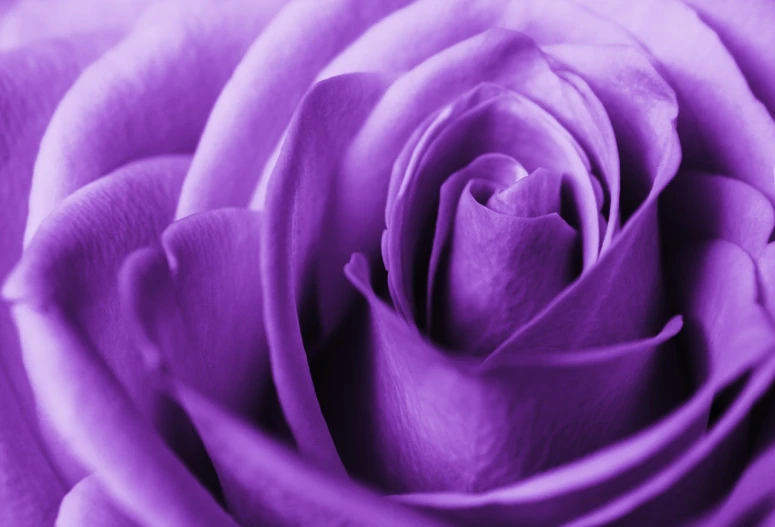 a close up of a purple rose flower, flickr, romanticism, gradient purple, color”