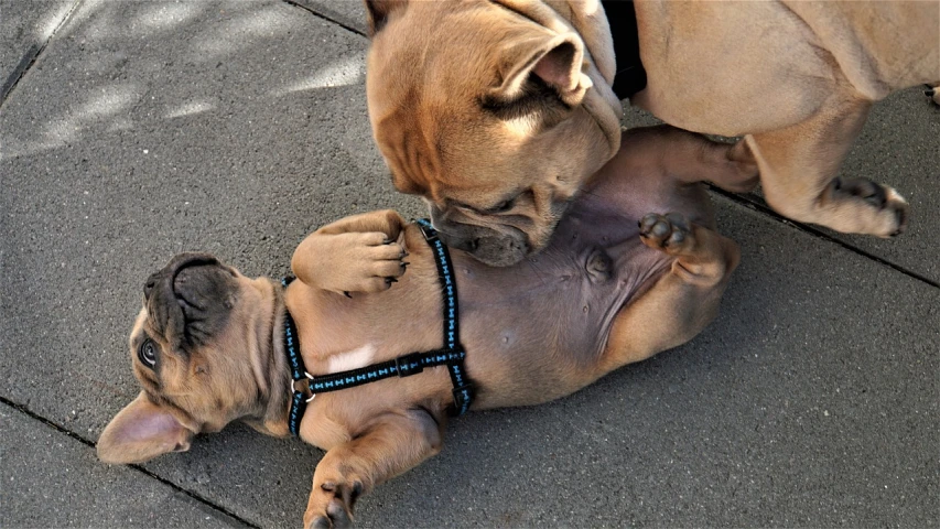 two dogs playing with each other on a sidewalk, a photo, dada, nipple, ultra realistic art, skinned, harness
