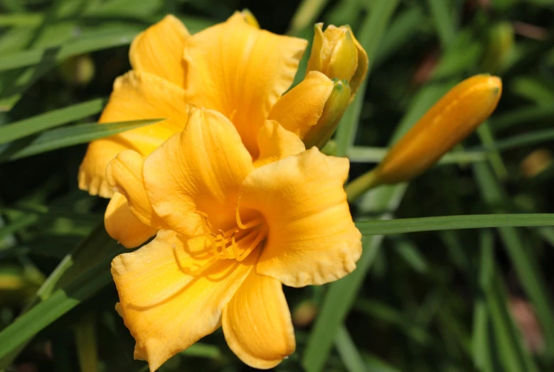 a yellow flower sitting on top of a lush green field, a portrait, by David Garner, flickr, lily flower, ruffles, (light orange mist), highly polished