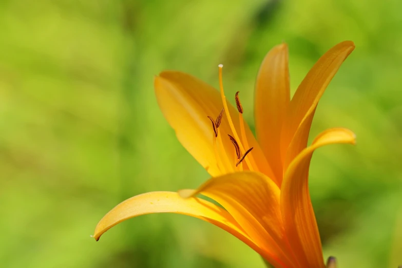 a close up of a flower with a blurry background, a macro photograph, lily, yellow-orange, accurate detail, istockphoto