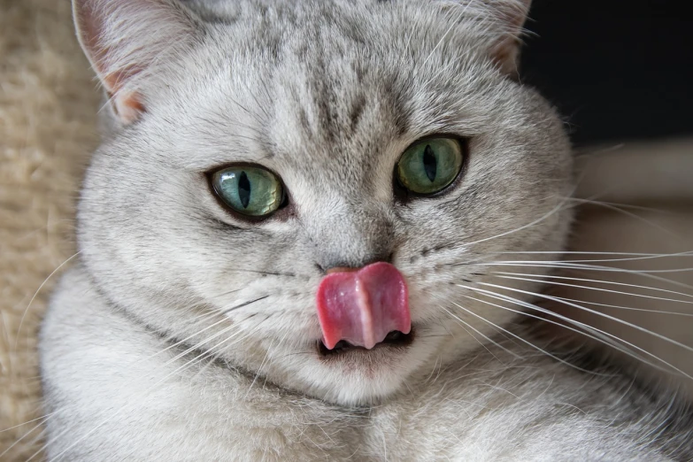 a close up of a cat sticking its tongue out, shutterstock, bandaged nose, cherry, photorealism. trending on flickr, gray