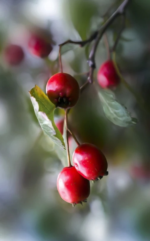 a close up of some red berries on a tree, a digital rendering, by Karl Völker, trending on pixabay, red and green tones, portrait shot, manuka, colourful apples