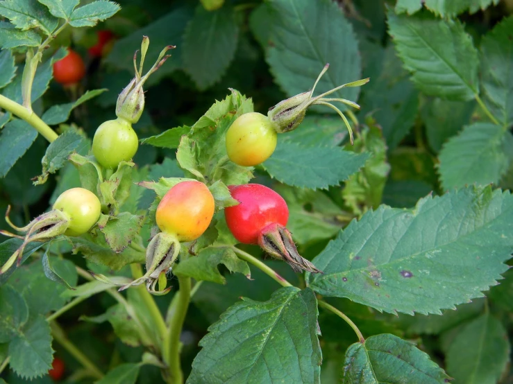 a close up of a bunch of fruit on a plant, by Susan Heidi, flickr, small red roses, proteus vulgaris, forest gump tomato body, youthful colours