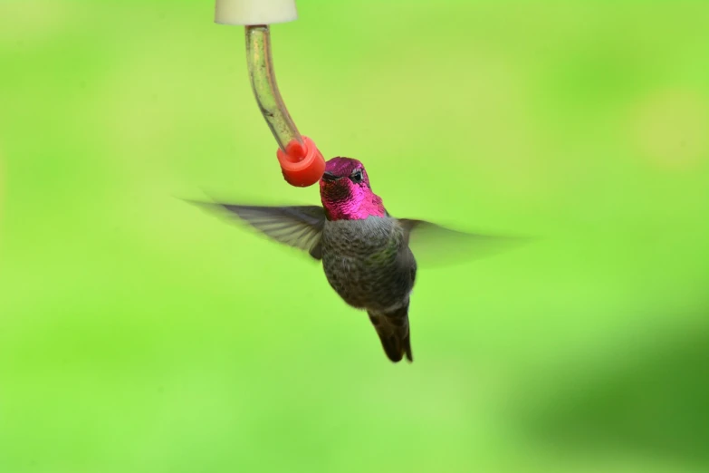 a hummingbird is drinking from a bird feeder, a photo, by David Budd, smooth fuschia skin, very sharp and detailed photo, very sharp photo, 2 0 1 0 photo