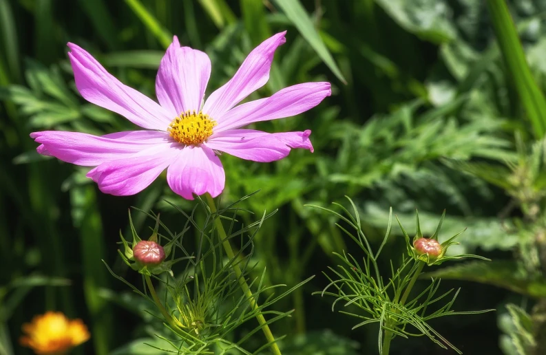 a purple flower sitting on top of a lush green field, by Richard Carline, miniature cosmos, seven pointed pink star, h. hydrochaeris, beautiful flower