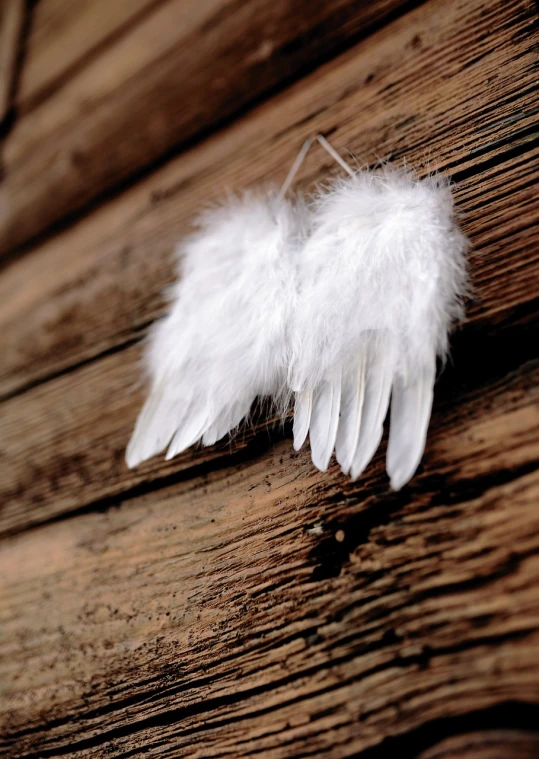 a close up of a white feather on a piece of wood, a photo, symbolism, with two pairs of wings, young wan angel, holiday season, 33mm photo