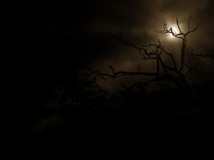 a black and white photo of a full moon, by Edward Corbett, scary magical background, bushveld background, brown atmospheric lighting, dark jungle