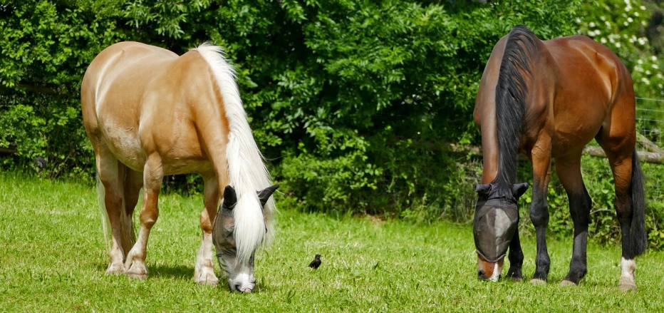 a couple of horses that are standing in the grass, ready to eat, with wart, breeches, 15081959 21121991 01012000 4k