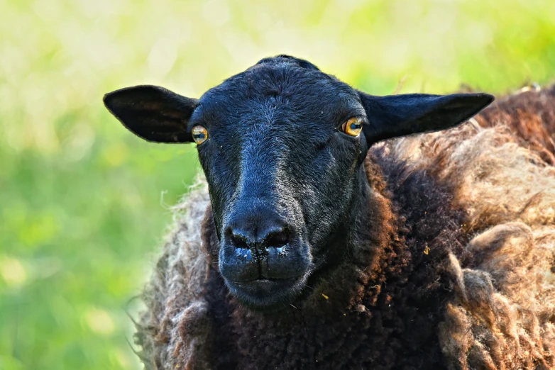 a black sheep standing on top of a lush green field, a portrait, by Edward Corbett, shutterstock, macro face shot, innocent look. rich vivid colors, wool, 2 0 2 2 photo