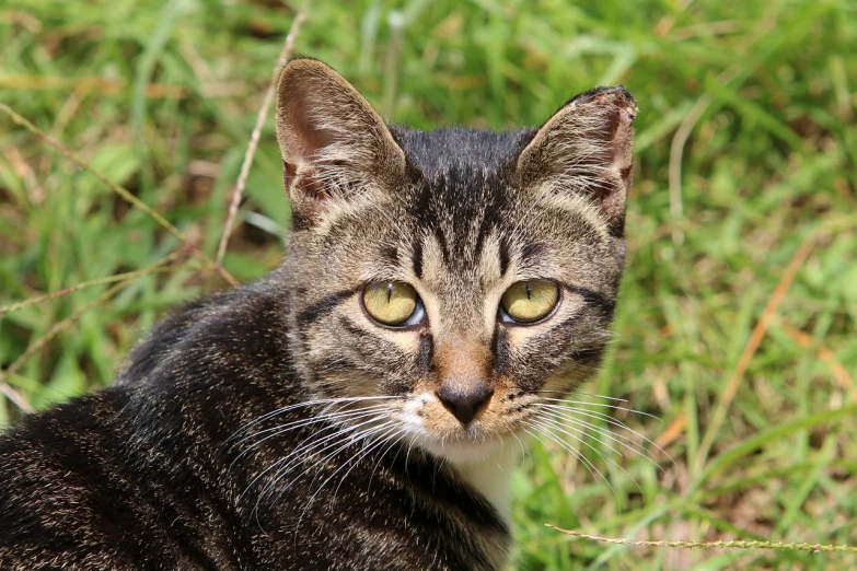 a cat that is sitting in the grass, a portrait, flickr, !female, broadshouldered, with a white nose, young male