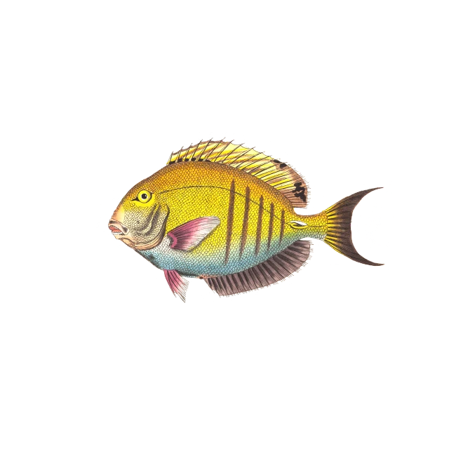 a close up of a fish on a black background, an illustration of, by Robert Medley, shutterstock, full color illustration, high detail illustration, vignette illustration, butterflyfish