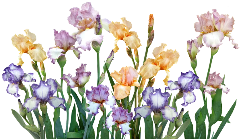 a bunch of flowers that are in a vase, a colorized photo, by Leonard Bahr, glowing iris, hyperdetailed mix, various posed, award winning colorized photo