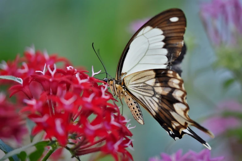 a close up of a butterfly on a flower, by Dave Melvin, flickr, hurufiyya, red and white flowers, long tail, amazing background, watch photo