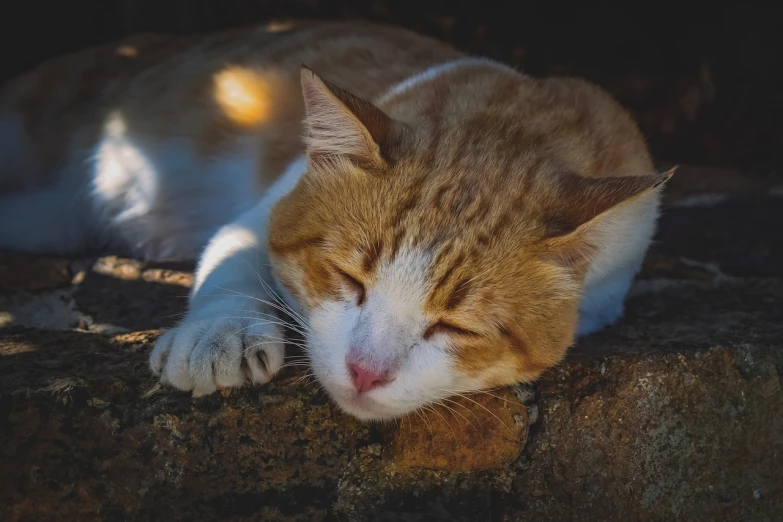 an orange and white cat sleeping on a rock, a picture, figuration libre, nice afternoon lighting, tired face, old male, portrait image