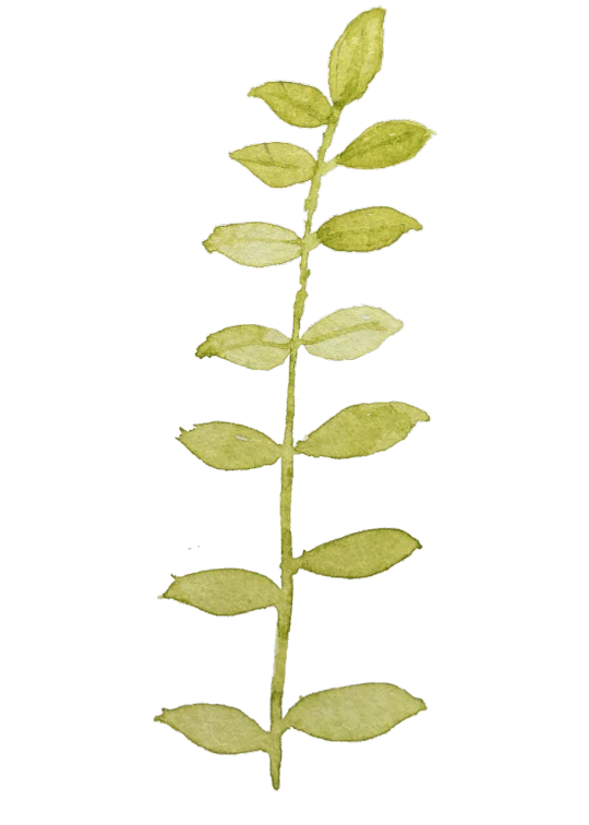 a close up of a plant with green leaves, a digital rendering, folk art, on black background, taken with a pentax1000, tall kelp, - h 1 0 2 4