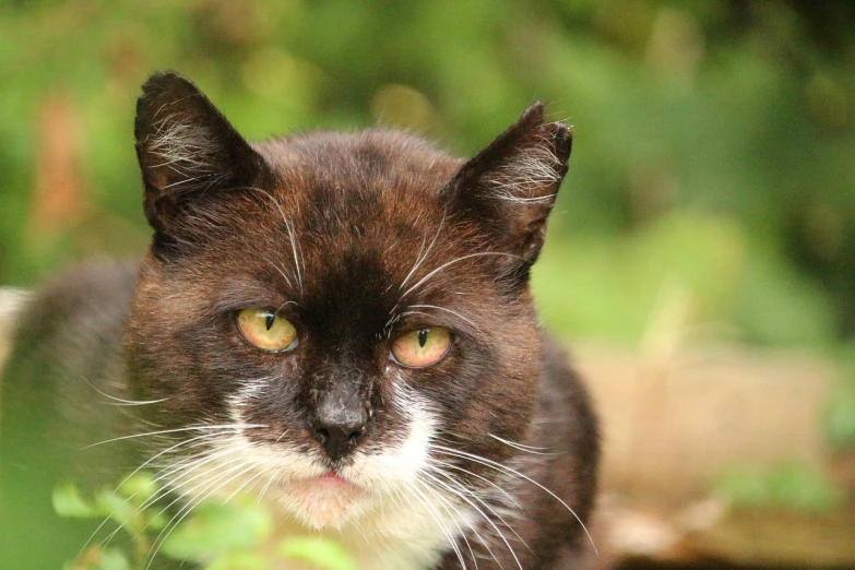 a close up of a cat looking at the camera, by Emma Andijewska, flickr, old man, felix the cat, with a white nose, toxic cat