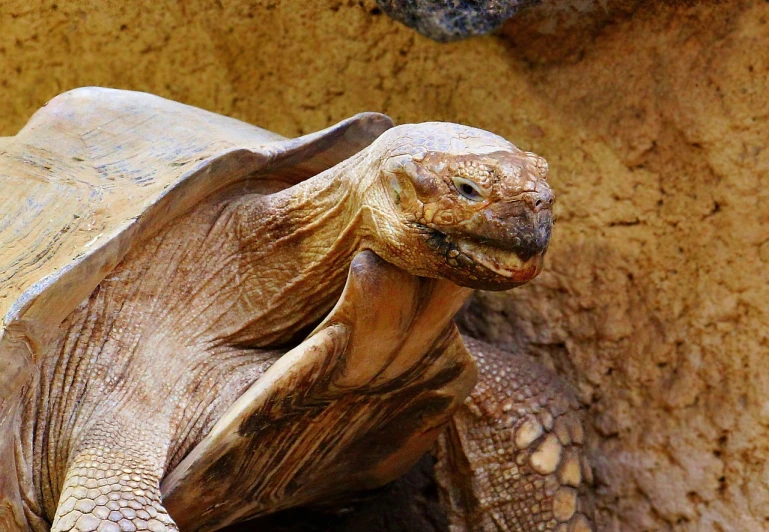 a close up of a turtle on a rock, a portrait, pixabay, hurufiyya, wrinkly, waving and smiling, da vinci style, brown scales