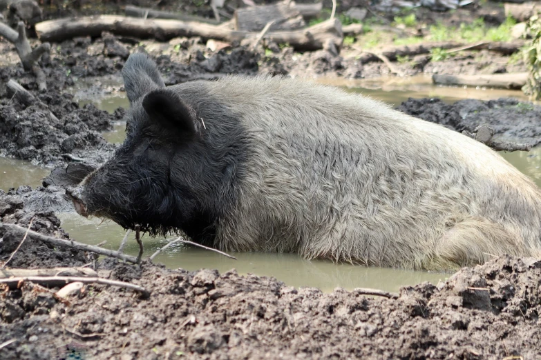 a bear that is laying down in the mud, by Jan Karpíšek, flickr, sumatraism, miniature pig, in a pond, 2 0 2 2 photo, high res photo