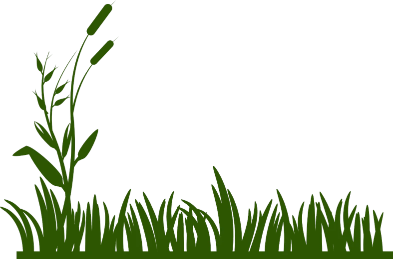 a plant that is growing out of the ground, a screenshot, deviantart, hurufiyya, black backround. inkscape, bullrushes, ( ( dark green, on a green lawn