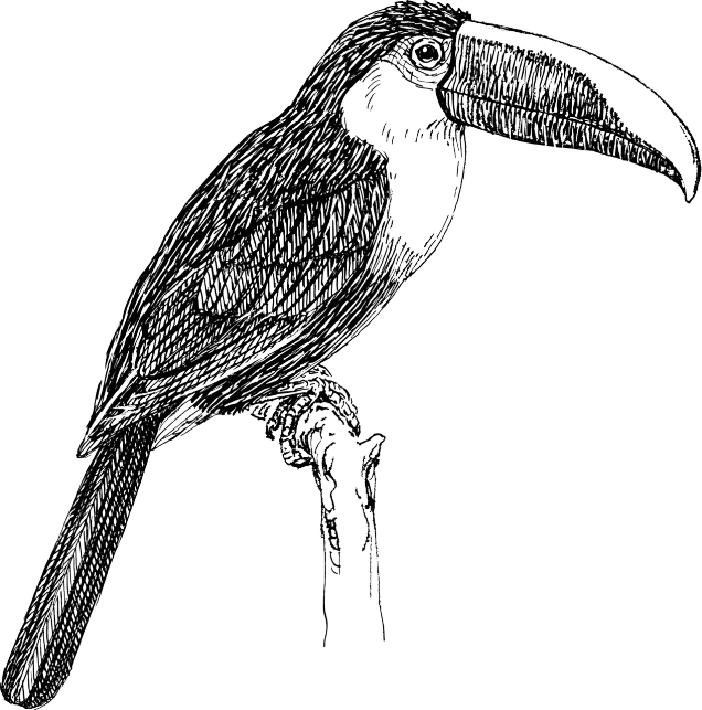 a black and white drawing of a bird on a branch, an illustration of, big beak, toucan, long thick shiny black beak, illustration