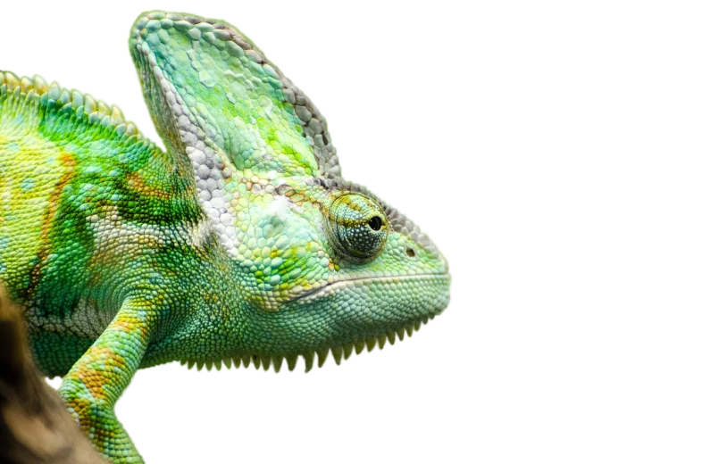 a close up of a chamelon on a branch, a macro photograph, by Adam Marczyński, shutterstock, renaissance, chameleon, in front of a black background, skin painted with green, high angle close up shot