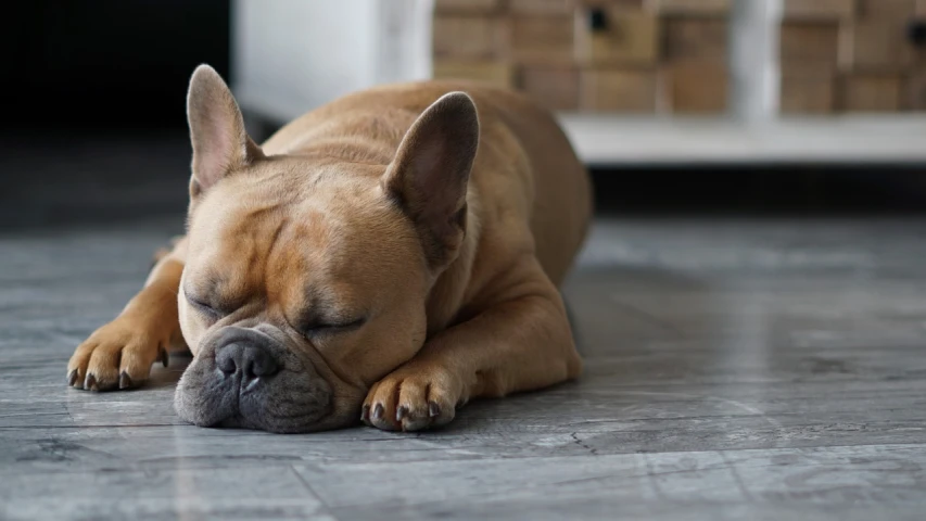 a dog that is laying down on the floor, shutterstock, renaissance, with closed eyes, early in the morning, wrinkles and muscle tissues, shot on sony a 7