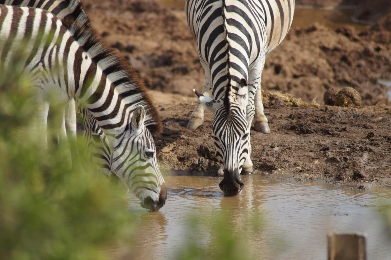 a couple of zebra standing next to each other, pexels, peacefully drinking river water, shiny silver, year 2134, slimy and reflective