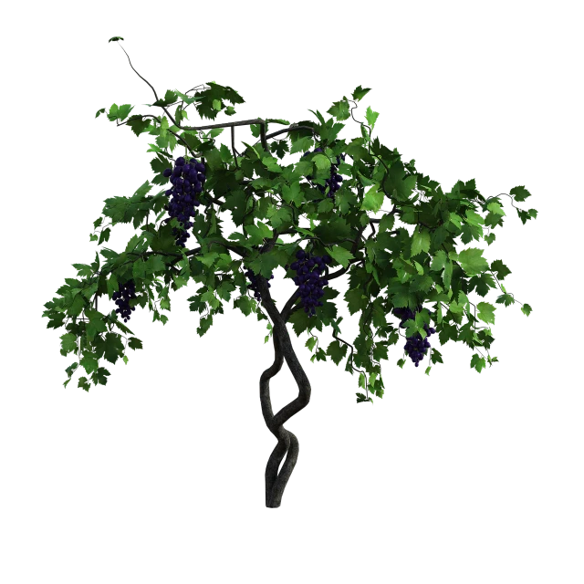 a tree with a bunch of grapes growing on it, a digital rendering, polycount, hurufiyya, on black background, 3d-render, ingame image, vine