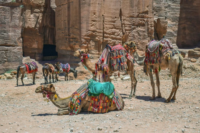 a group of camels that are standing in the dirt, dau-al-set, colorful city in ancient egypt, wonderful masterpiece, bags on ground, usa-sep 20