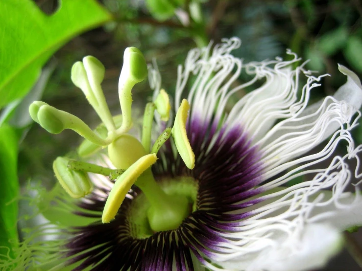 a close up of a flower on a plant, flickr, hurufiyya, passion fruits, flowing tendrils, with black vines, kiss